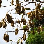 Terminalia ivorensis Meyve