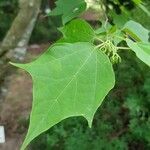 Alangium platanifolium Hoja