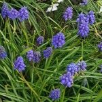 Muscari armeniacumFlower