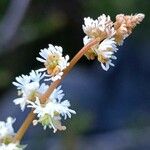 Sesamoides purpurascens Kukka