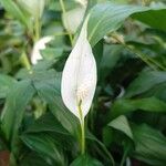 Spathiphyllum cannifolium Blüte