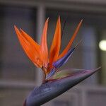 Strelitzia reginae Květ