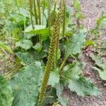 Plantago major Плод