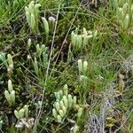 Diphasiastrum alpinum Fula