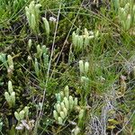 Lycopodium alpinum 花