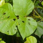 Rhynchosia erythrinoides Ліст