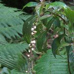 Gonzalagunia hirsuta Fruit