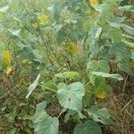 Abutilon exstipulare Leaf