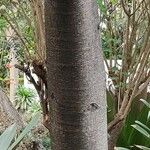 Ficus virens Bark