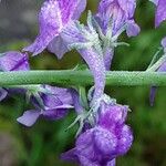 Linaria purpurea പുഷ്പം