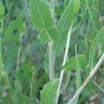 Grindelia squarrosa List