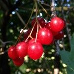 Viburnum opulus ഫലം