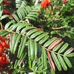 Sorbus scalaris List