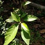 Solanum paniculatum Blatt