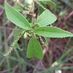 Acalypha diminuta Other