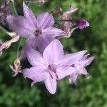 Tulbaghia violaceaFlower