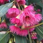 Eucalyptus leucoxylon Blad