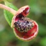 Melastoma malabathricum Fruit