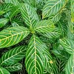 Aphelandra squarrosa Leaf