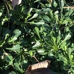 Globularia cordifolia Leaf