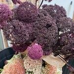 Angelica gigas Fiore