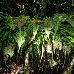 Arthropteris monocarpa Habitat