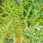 Macrothelypteris torresiana Yaprak