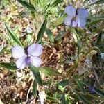 Viola arborescens Kvet