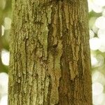 Mouriri nervosa Kabuk