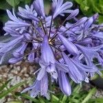 Agapanthus africanusFlower