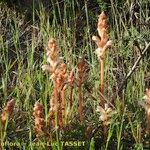 Orobanche artemisiae-campestris Агульны выгляд