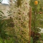 Eucomis pallidiflora Flower