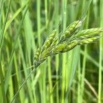 Bromus hordeaceusफूल