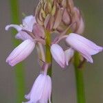 Hyacinthoides hispanica 花
