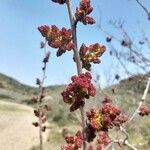 Pistacia terebinthusFlower