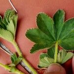 Alchemilla monticola List