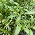 Lobularia maritima Levél