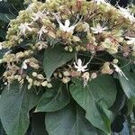 Clerodendrum trichotomum Blomma