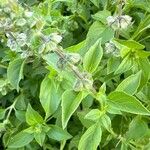 Ocimum americanum Цвят