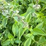 Ocimum americanum ফুল