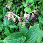 Tricyrtis formosana Hábito