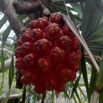 Pandanus tectorius Fruto