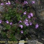 Micromeria marginata Hábito