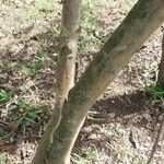 Eucalyptus buprestium Bark