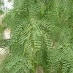 Prosopis glandulosa 葉