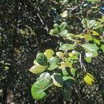 Quercus alnifolia Feuille