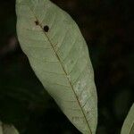 Virola michelii Hoja