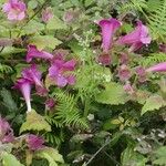 Lophospermum erubescens 花