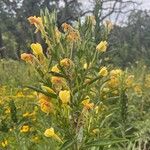 Oenothera villosa Flower