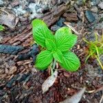 Richardia scabra Leaf